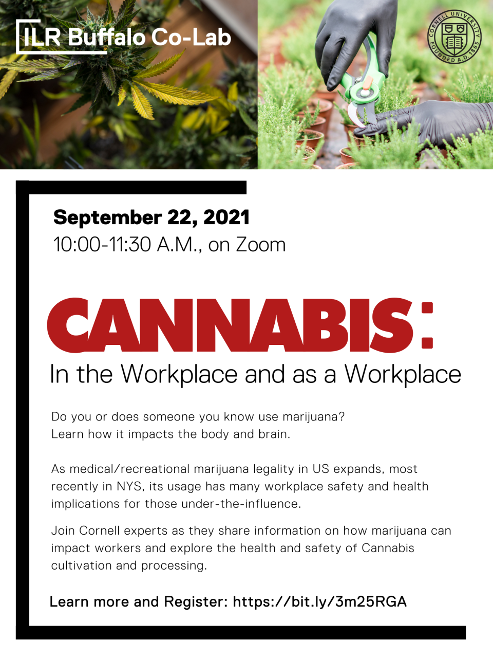 Cannabis: In the Workplace and as a Workplace